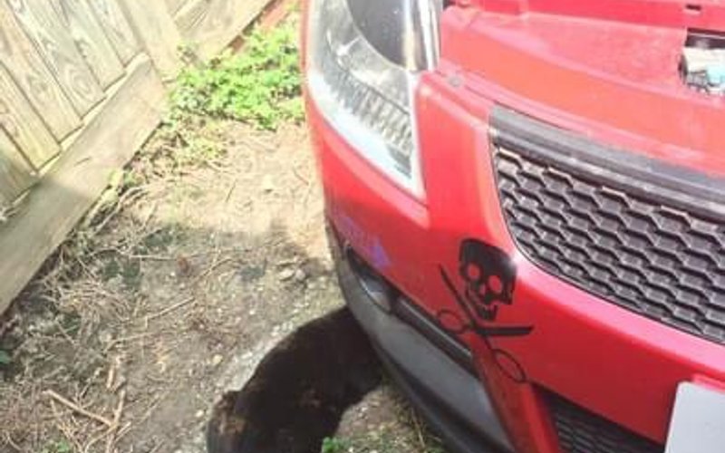 cat mechanic